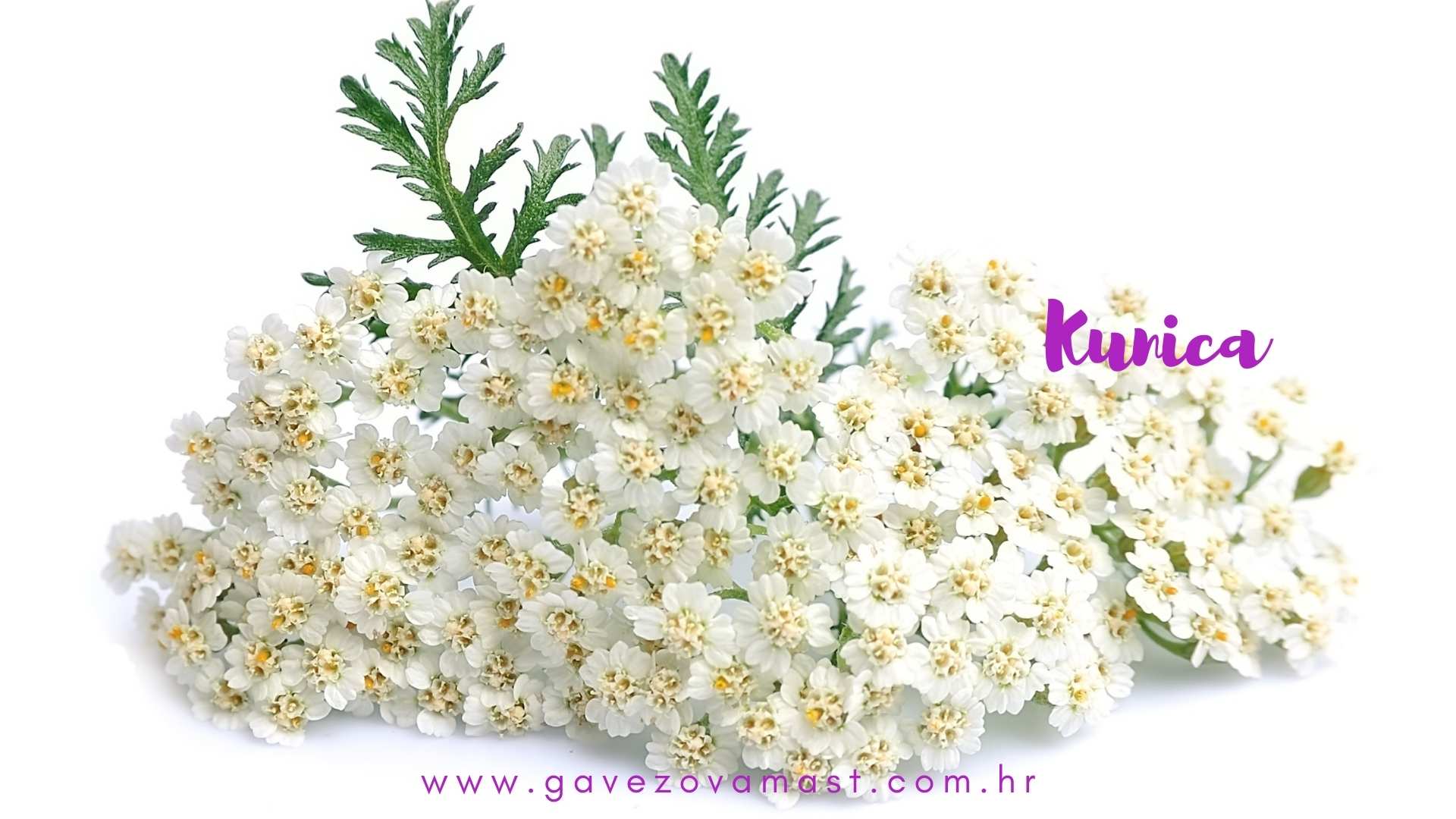 gavez_Mast_kupiti_gospina-trava-i-kunica tinktura _gavez